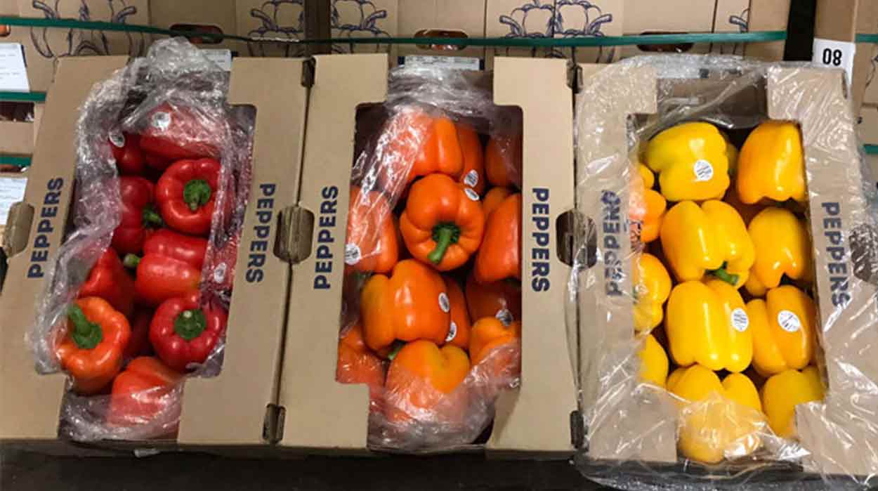 Clasifruit Case Study