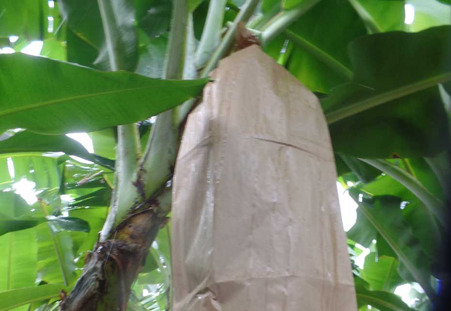 Banabag Banana Growing