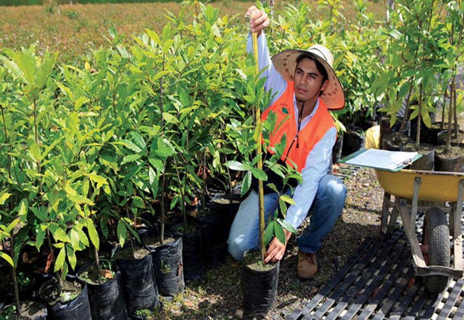 Sustainable Forestry