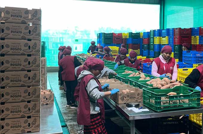 NaturAgro-Sweet-Potatoes Packing Line