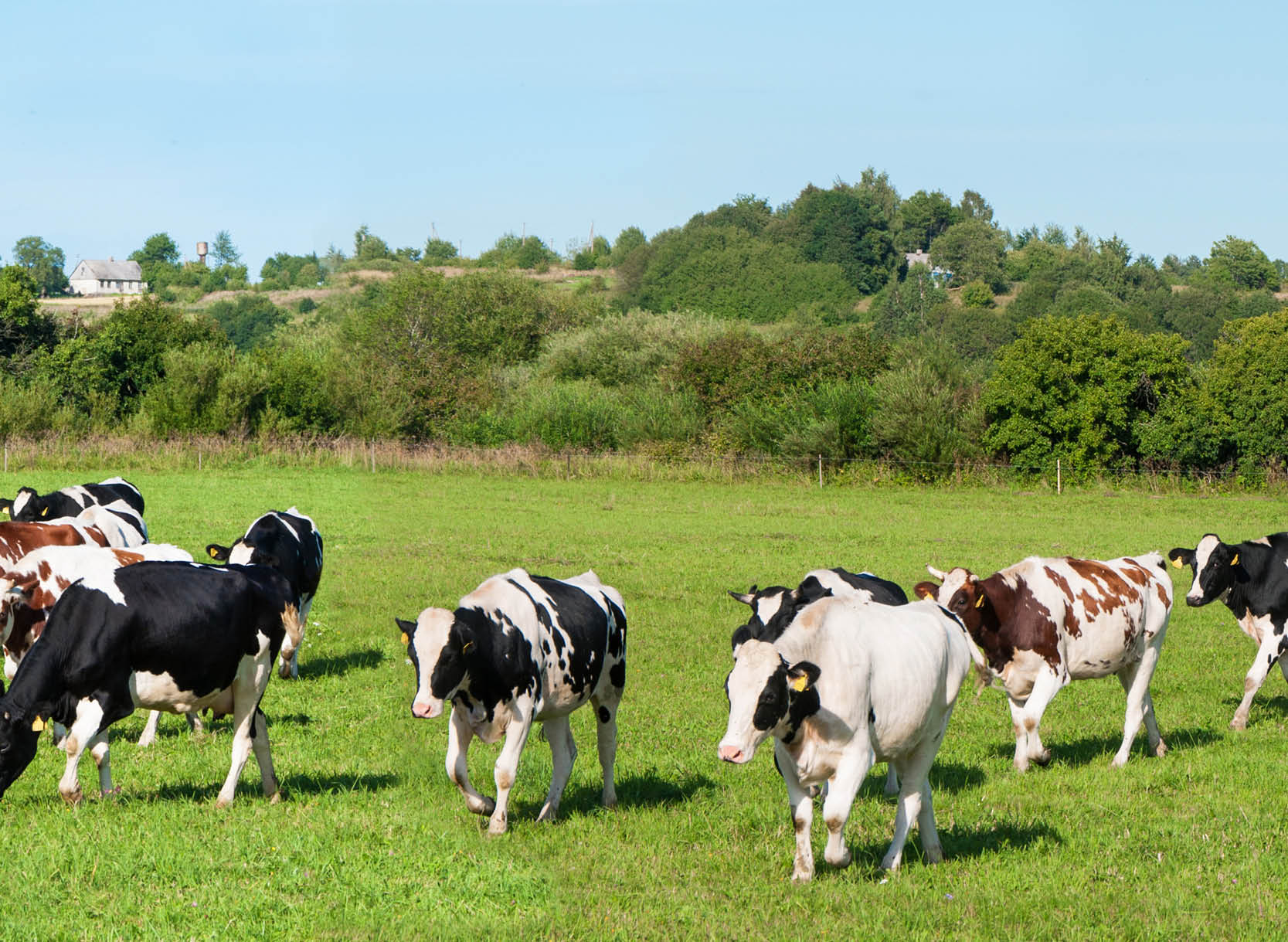 Dairy Packaging, Bag-in-Box, Packaging for Liquids