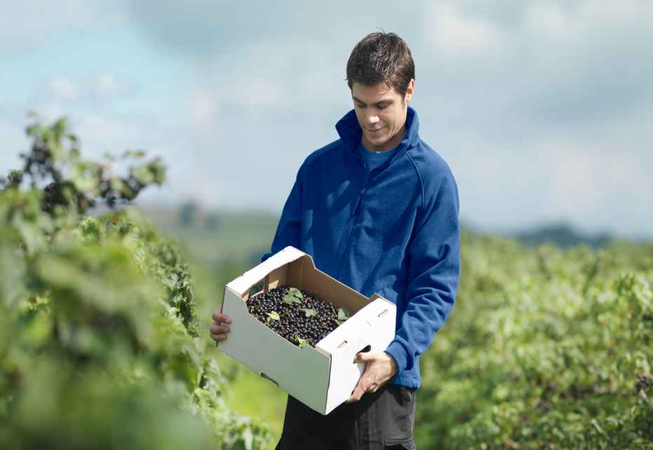 Empaques de cartón como aliados del sector alimentario