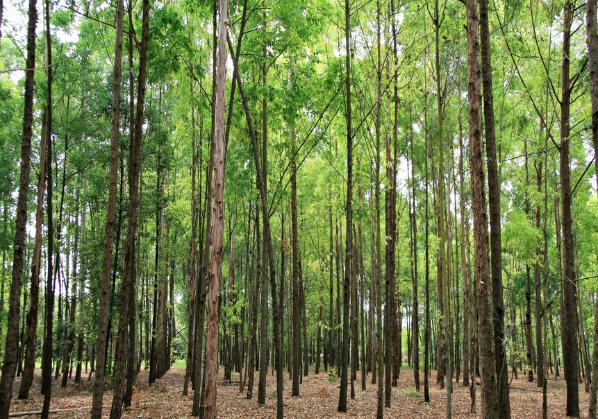 que-son-plantaciones-forestales-comerciales-y-silvicultura