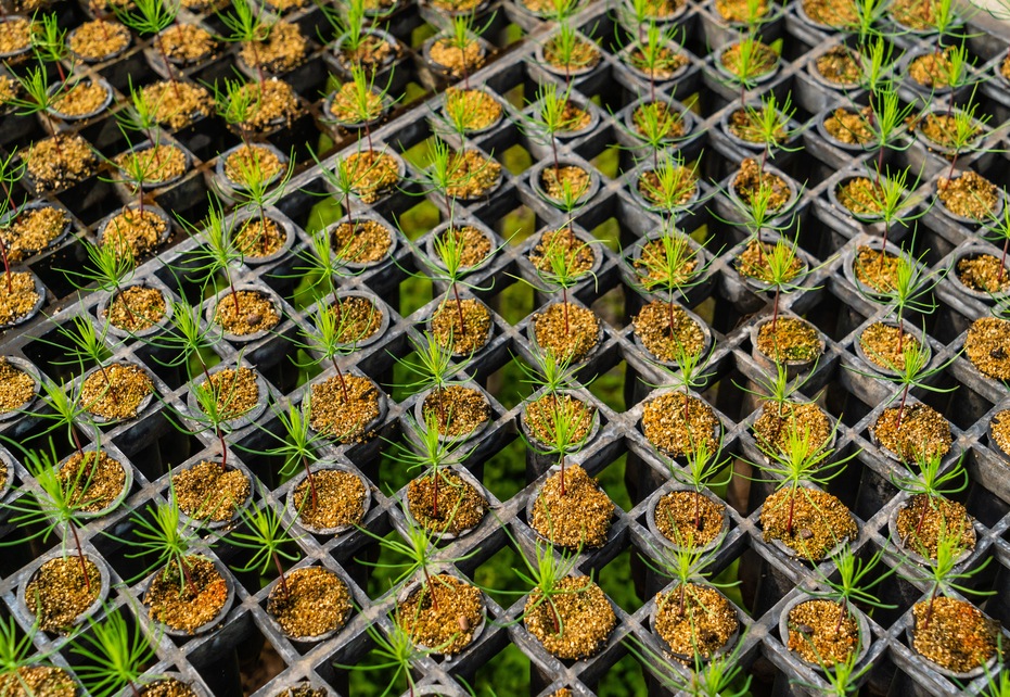 ¿Qué son las plantaciones forestales comerciales y la silvicultura? 