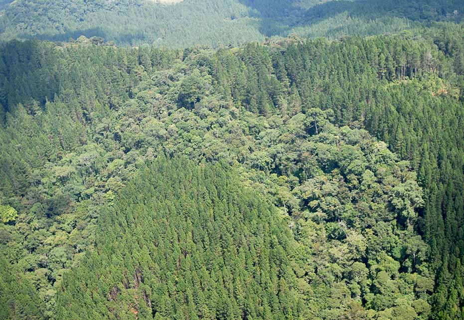 Smurfit Kappa Colombia celebra 20 años de excelencia en manejo forestal responsable