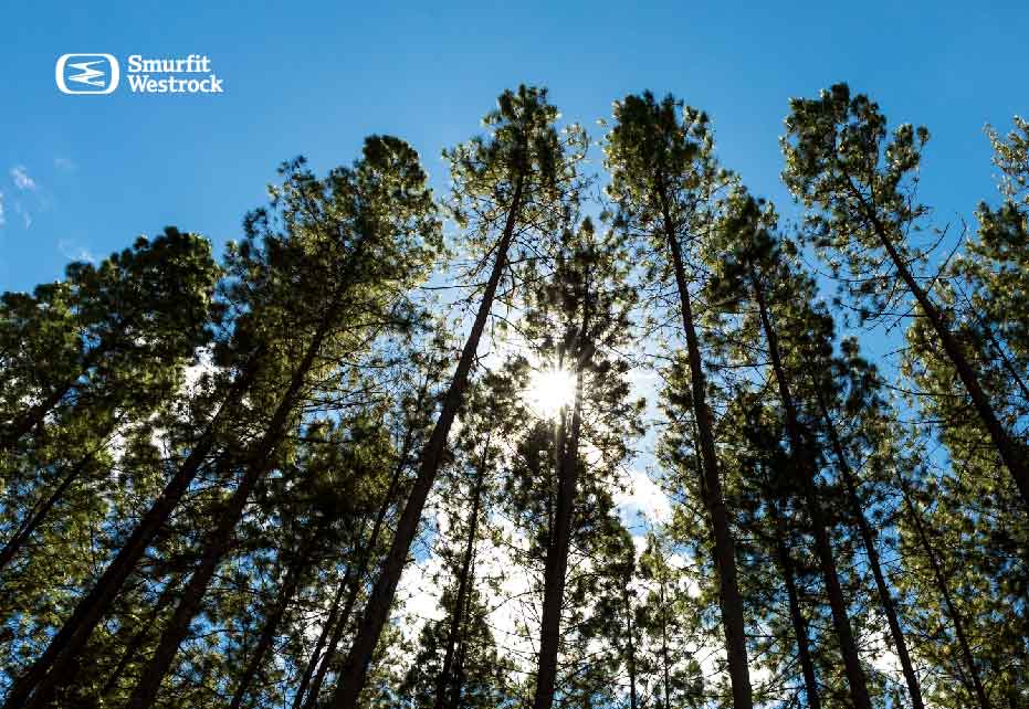  O que é silvicultura e qual é a sua importância?