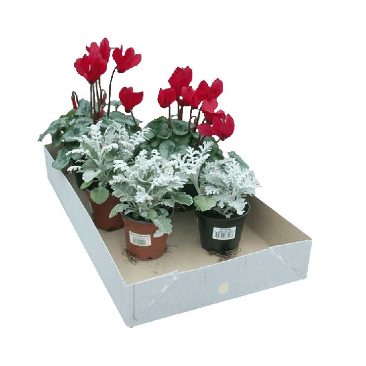 Bandejas de papelão, bandejas para flores