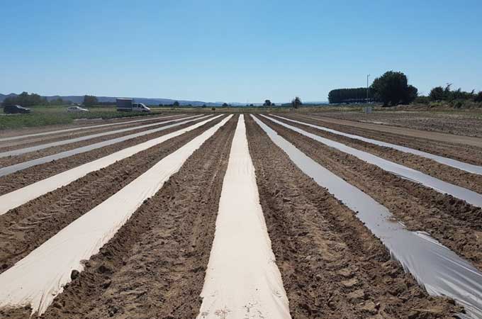 Umweltfreundliche Mulchfolie für nachhaltige Landwirtschaft