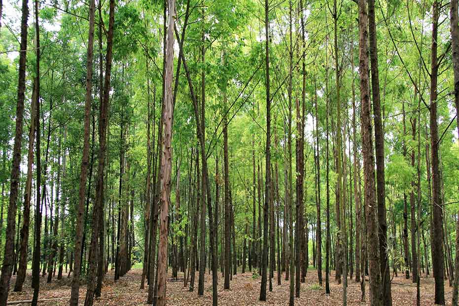 plantacion-forestal-pinos-smurfit-westrock