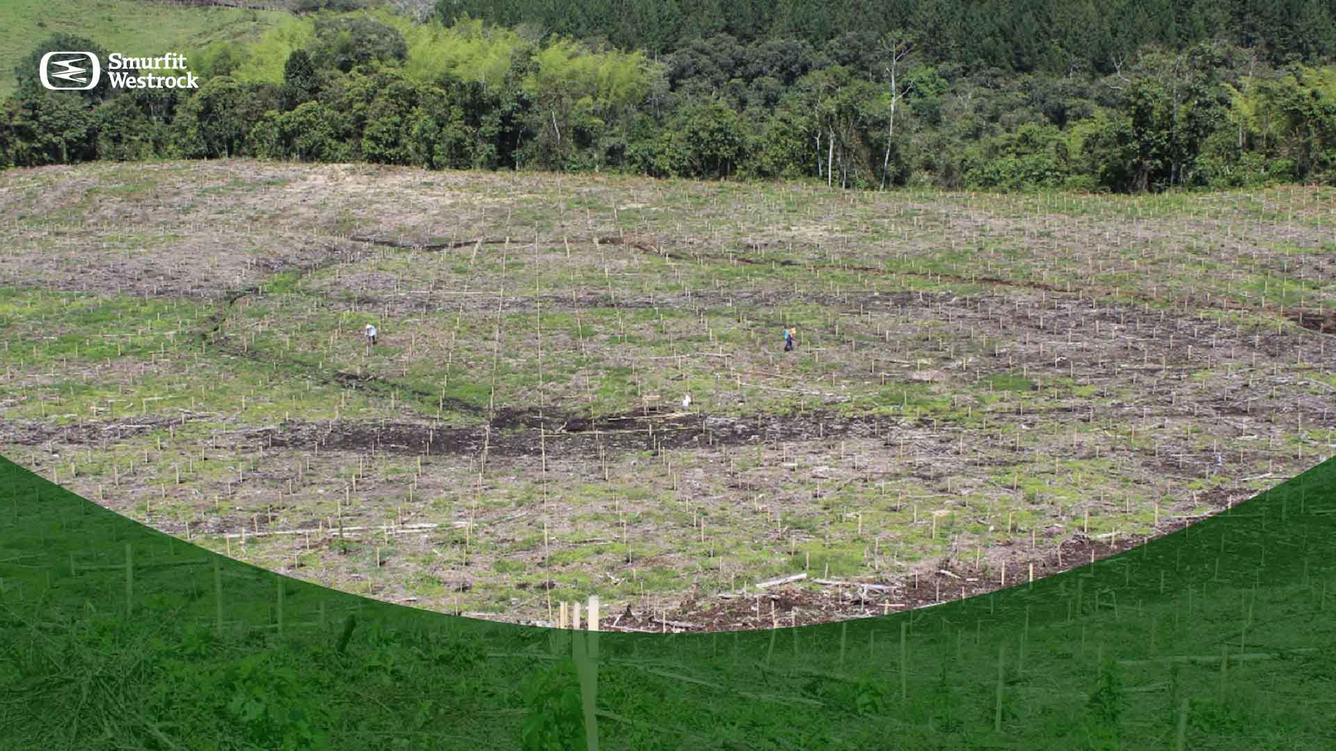 tecnicas-de-recuperacion-de-suelos-erosionados
