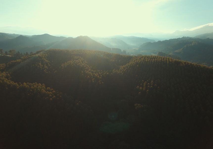 que-son-plantaciones-forestales-comerciales-y-silvicultura-portada