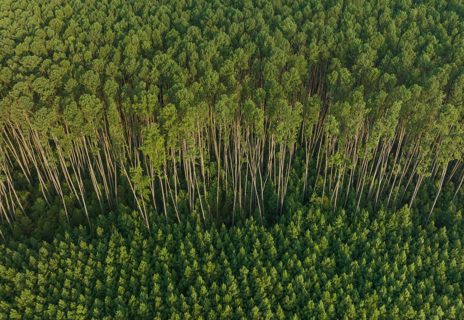 Empaque sostenible: la visión de Better Planet Packaging 