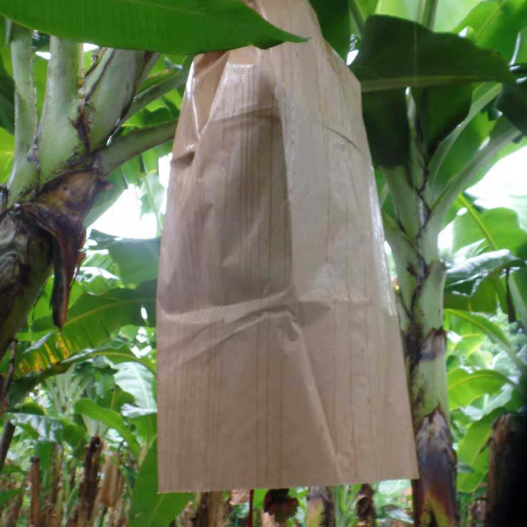 Banabag Banana Bagging Dry
