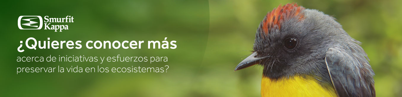 Ave endémica del Valle del Cauca Colombia