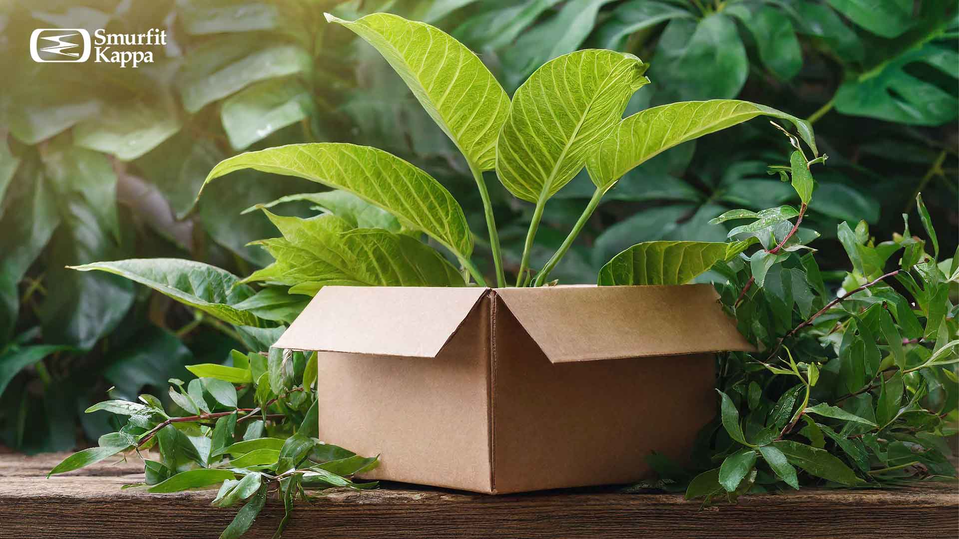 carton-ventajas-de-este-material-biodegradable