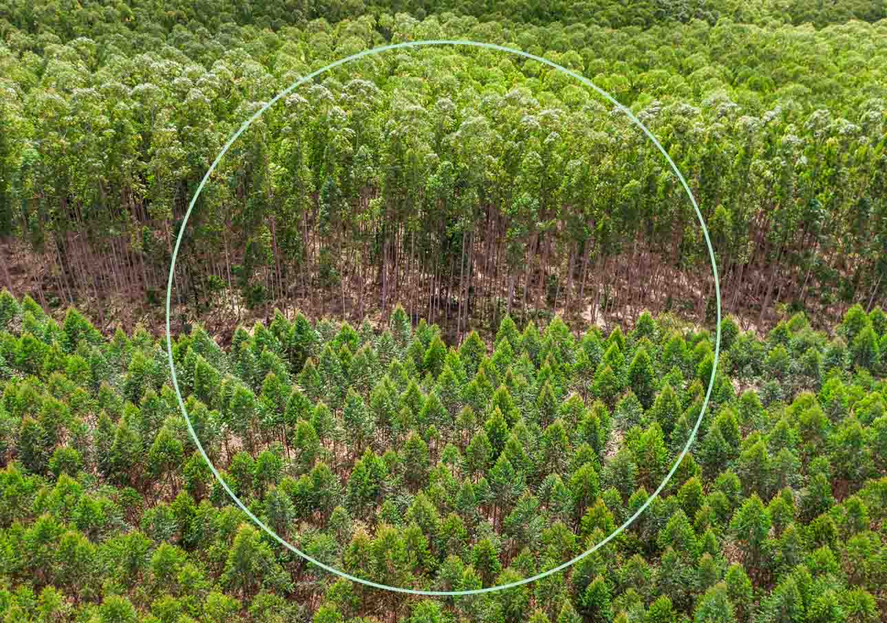 gestion-forestal