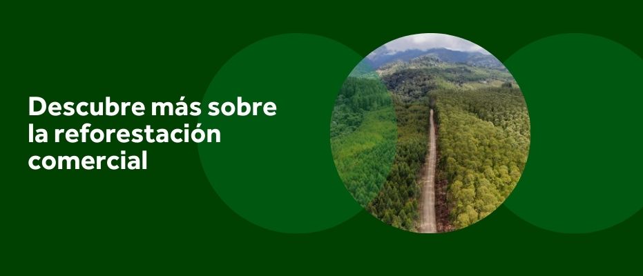 reforestacion-significado-e-importancia-para-las-organizaciones