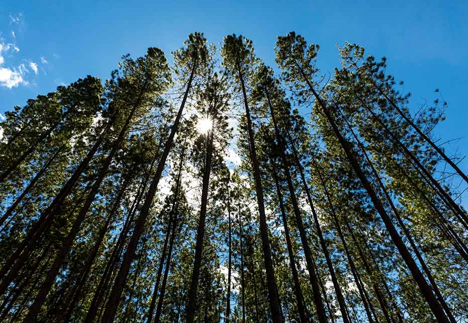 Reforestación comercial: ¿qué es y por qué debería importarnos?