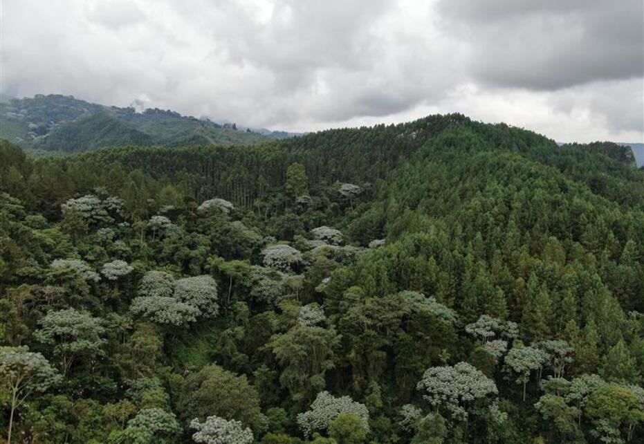 reforestacion-comercial-colombia