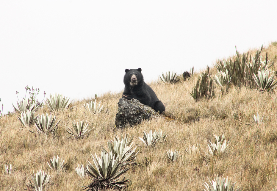 Conservamos la Vida cumple 10 años protegiendo al oso andino en Colombia