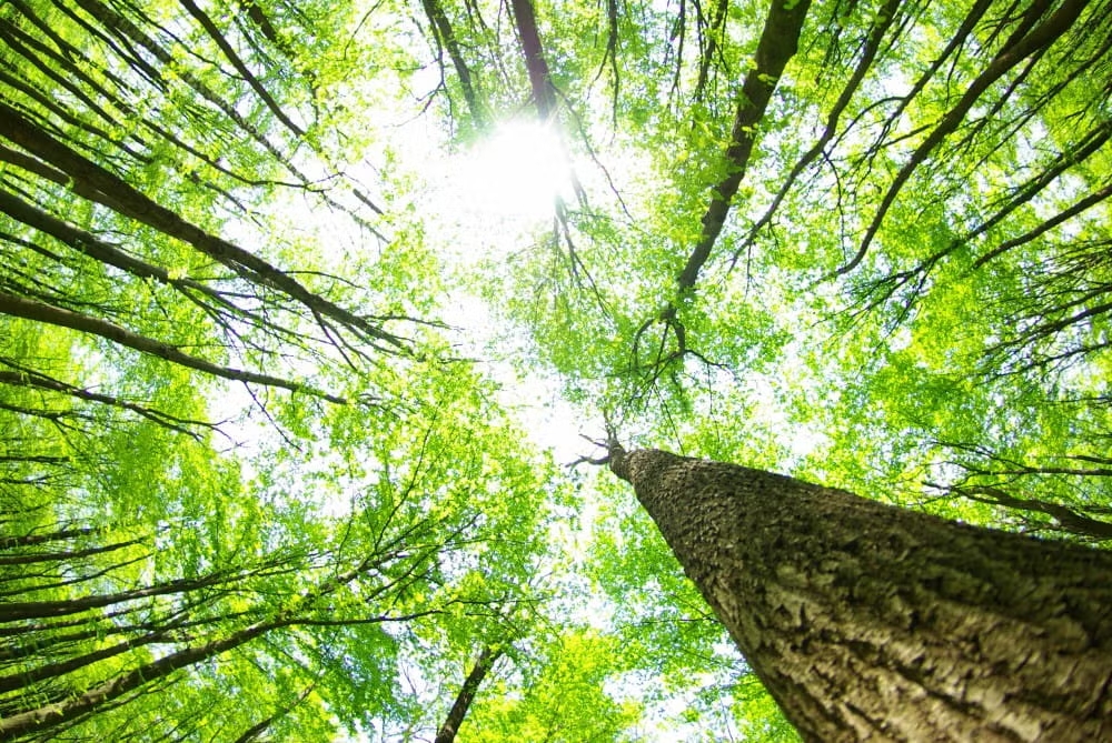 forestal-pinos-reforestacion