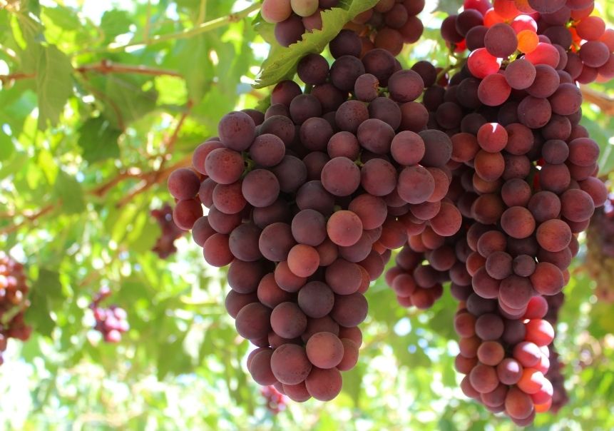 Innovacion-sector-alimentos-1