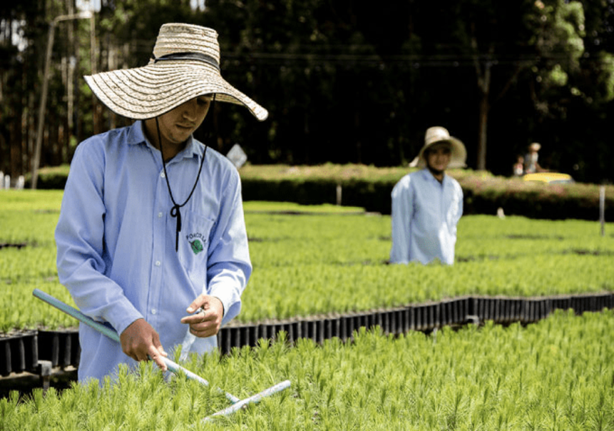 que-son-plantaciones-forestales-comerciales-y-silvicultura-vivero