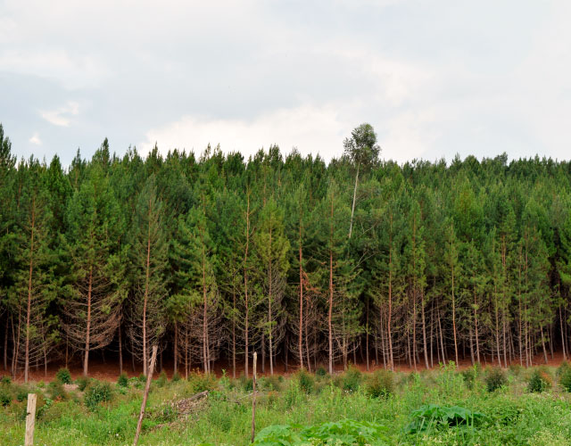 División Forestal