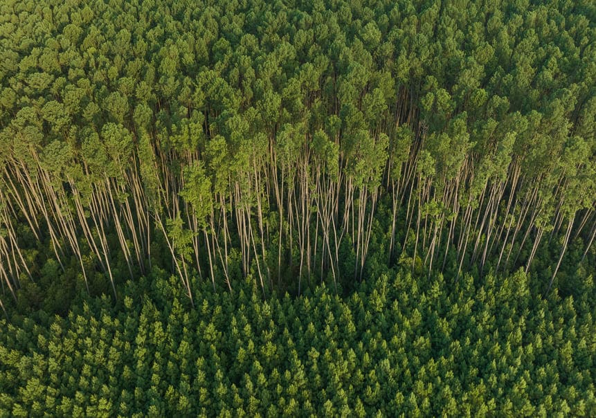 bpp-empaque-sostenible-bosque