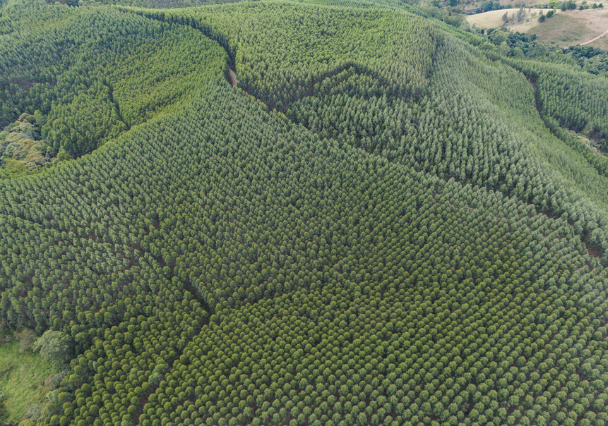 que-son-plantaciones-forestales-comerciales-y-silvicultura-bosque-natural