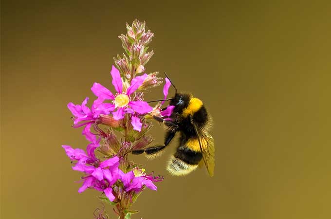 Conoce cómo desarrollamos una solución sostenible a base de papel para el transporte de abejas