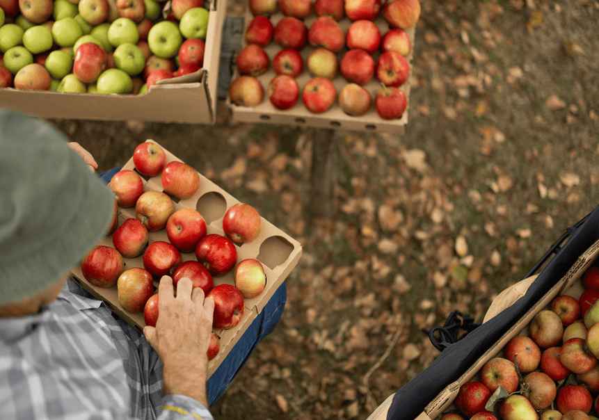papel-aliado-sector-alimentario-pessoa-posicionando-macas-em-embalagem-de-papelao