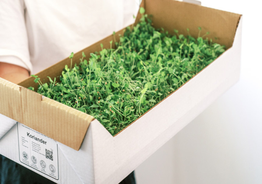 consejos-para-optimizar-empaques-bandeja-de-papelo-ondulado-para-cultivos-de-ciclo-curto-da-lille-blad