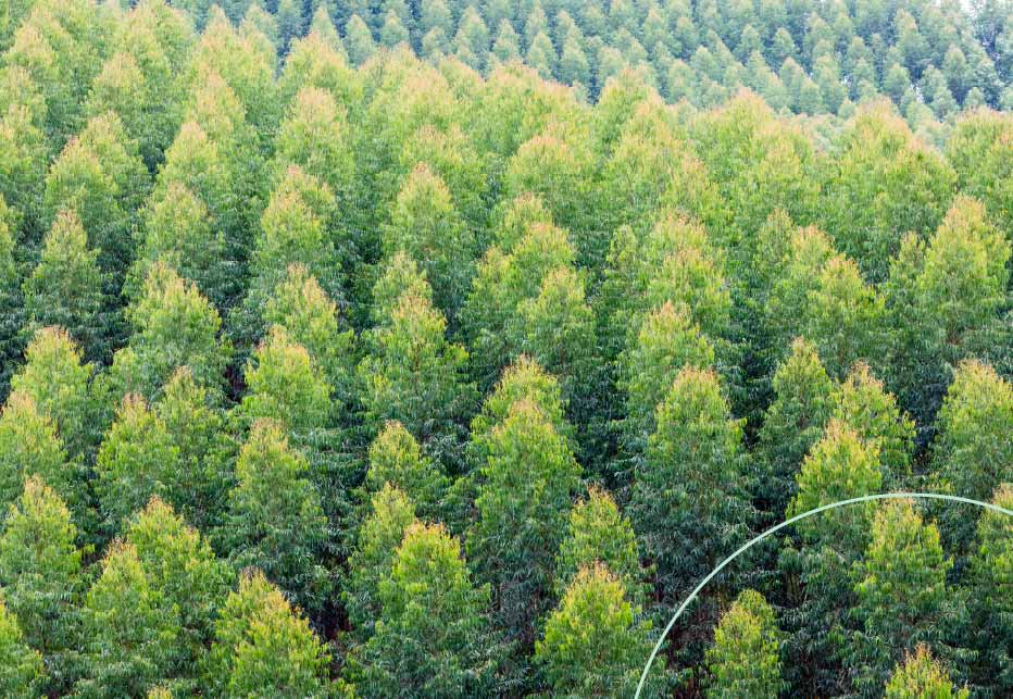 ¿Qué es la biodiversidad y por qué es importante para la industria de empaques?