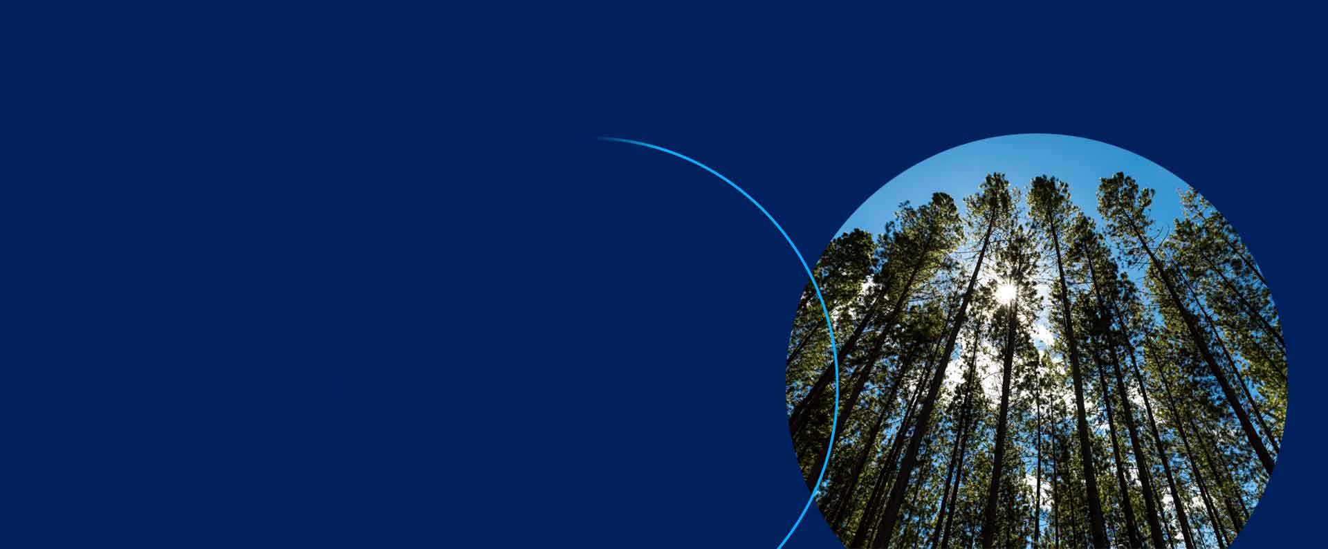 Árboles en el bosque