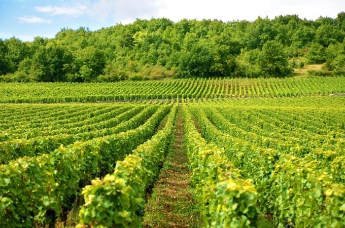 vin-vignes