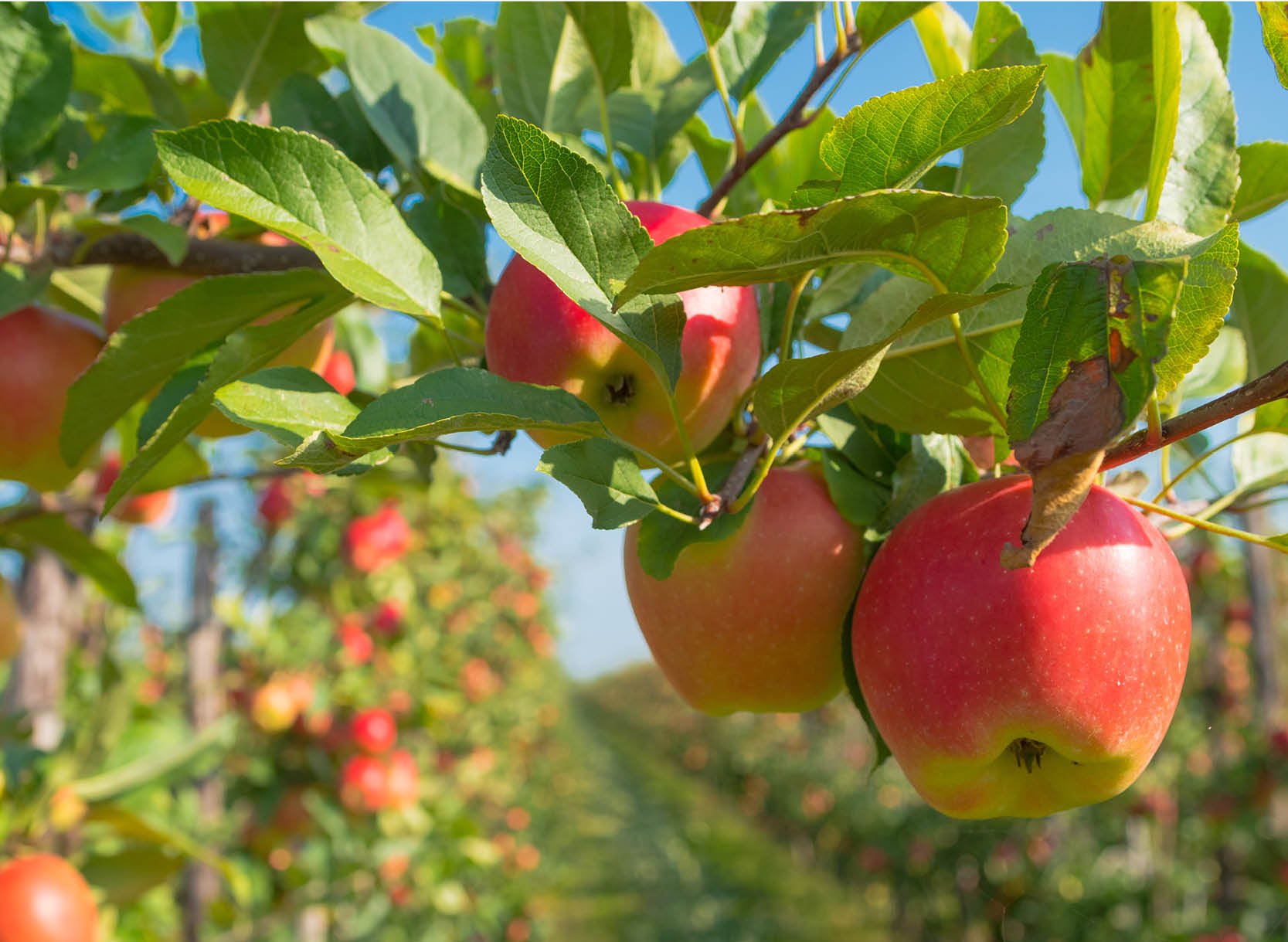 Photo d'un champs de pomme 