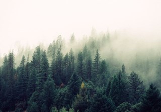 image foret