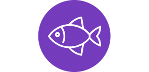 Salmon fish packaging