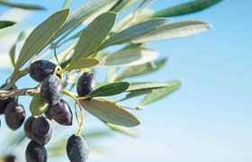 Bag-in-Box, Edible Oil Packaging, Cooking Oil Packaging, Olive Oil Packaging