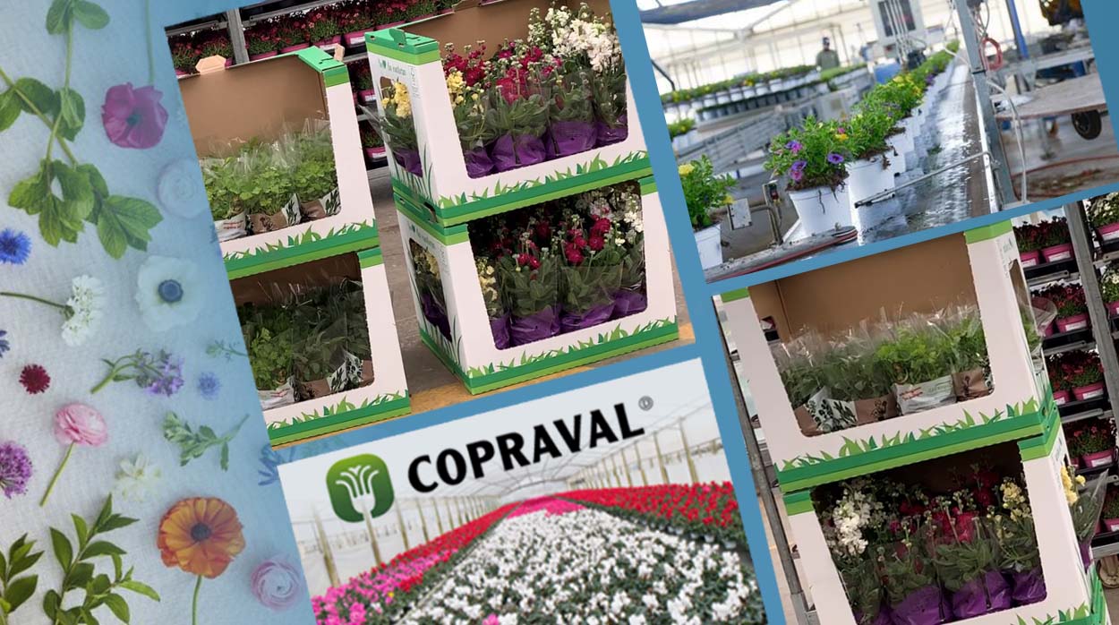 Imballi per punto vendita di Copraval