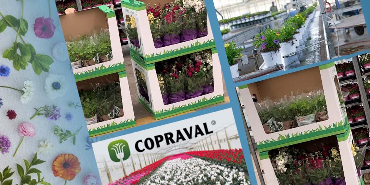 Imballi per punto vendita di Copraval