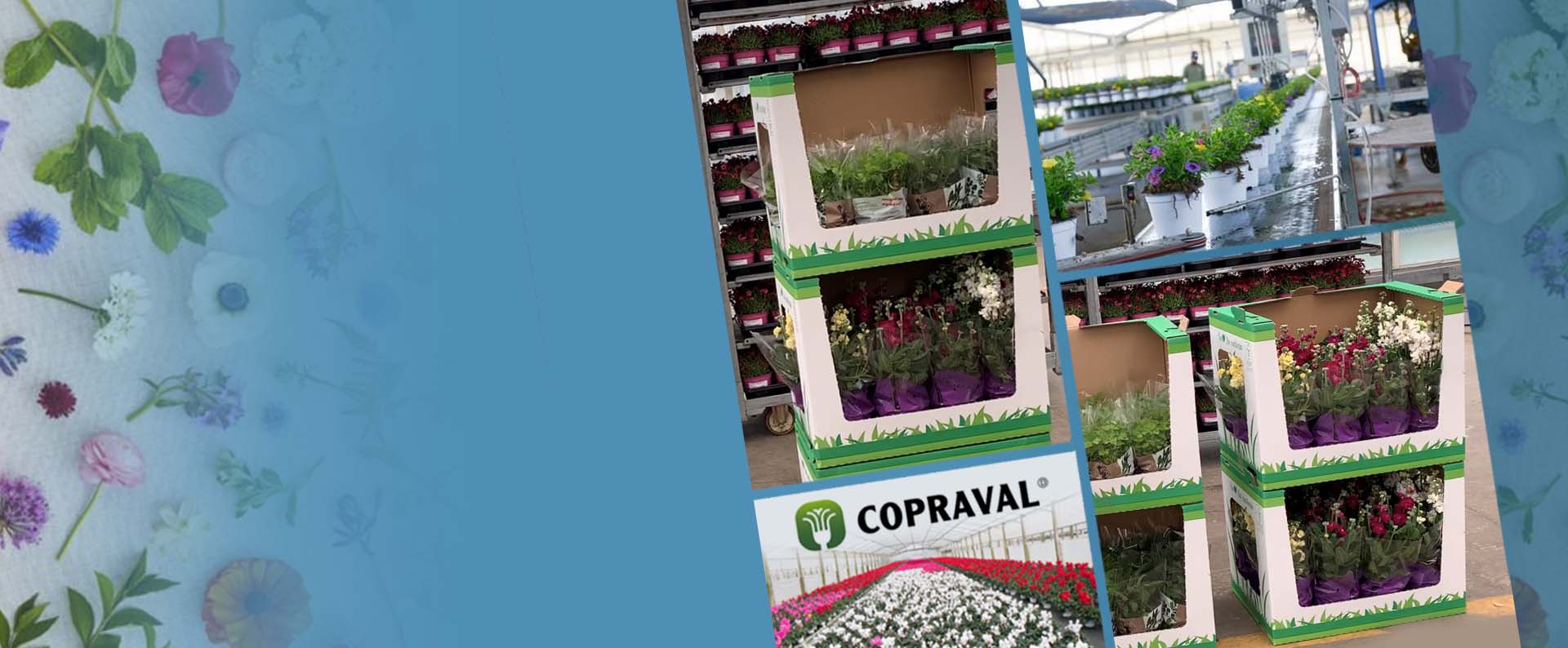 Serre e imballi del vivaio Copraval