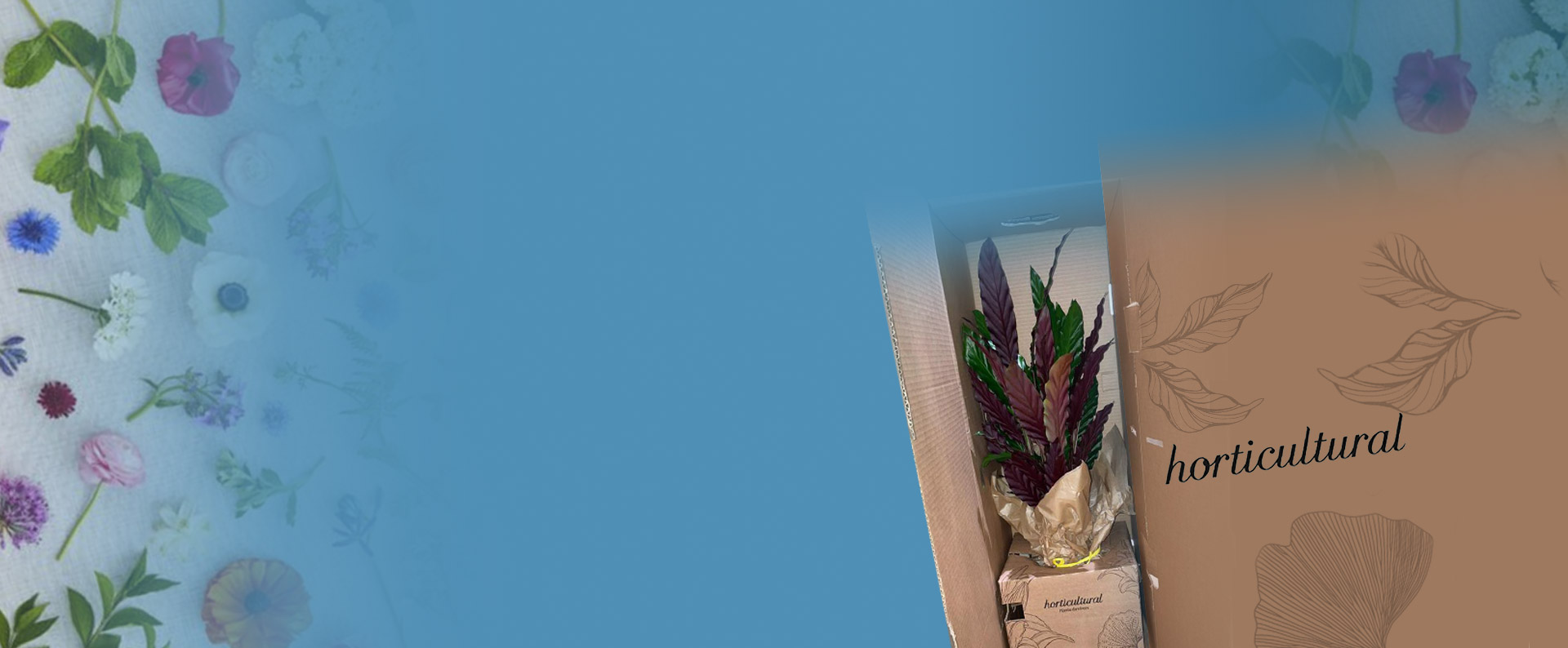 Soluzione imballo ecommerce Smurfit Kappa per Horticultural