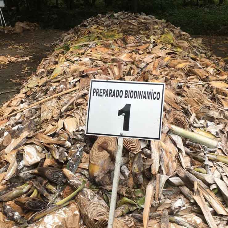 Banabag compostabile