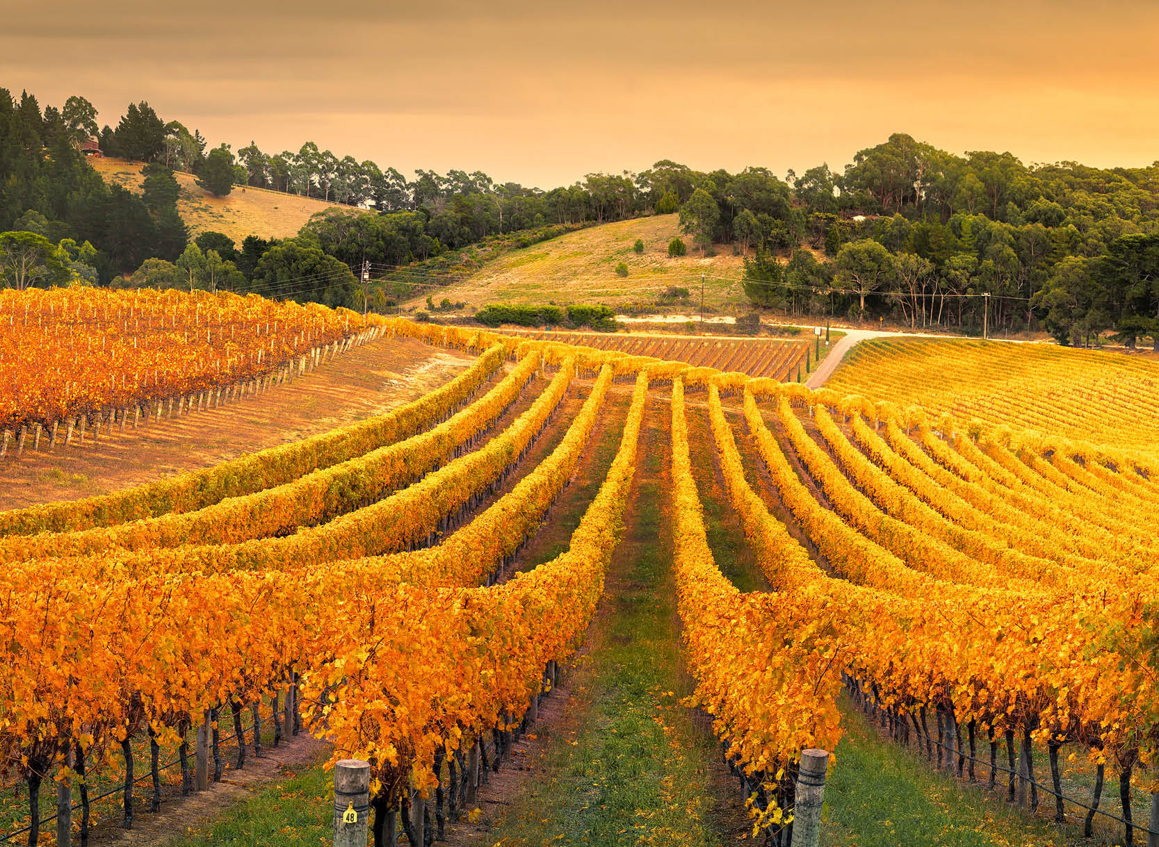 Bag-in-Box, soluzione di packaging per vino