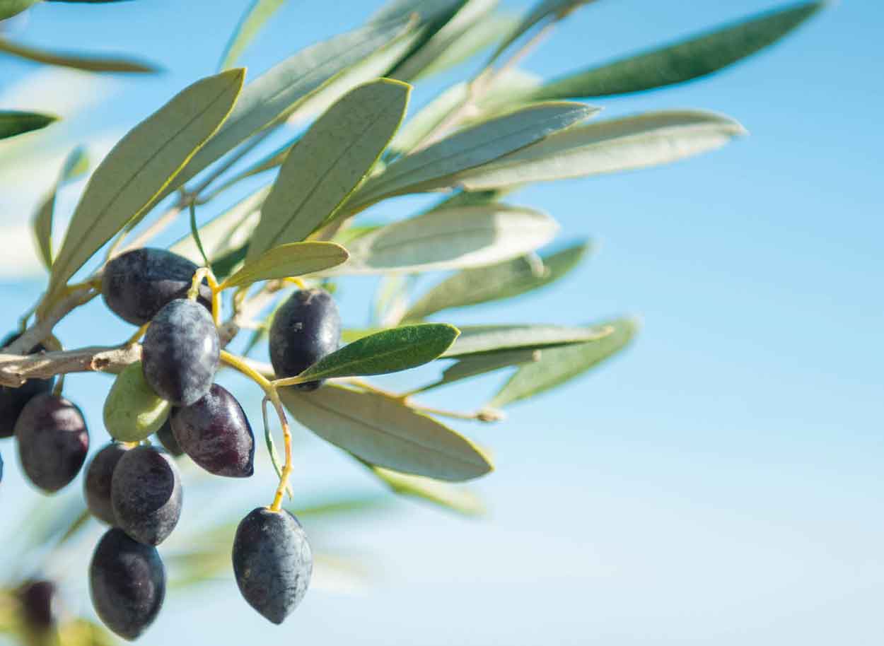 Bag-in-Box, Pakowanie oleju jadalnego, Pakowanie oleju spożywczego, Pakowanie oliwy z oliwek