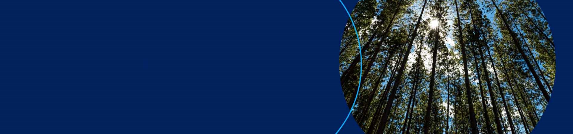 Árvores na floresta