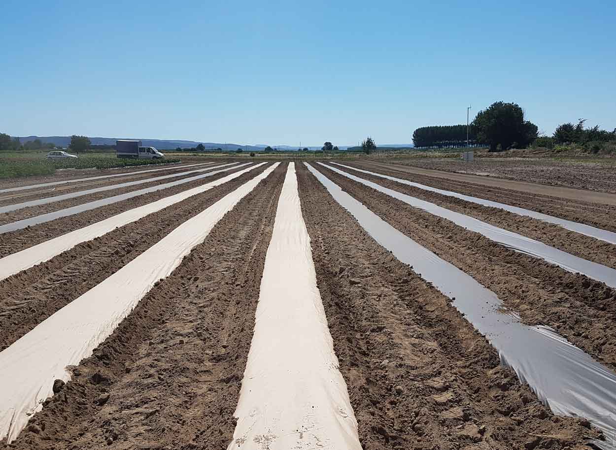 Agropaper, papel para cobertura agrícola, papel cobertura, papel compostável