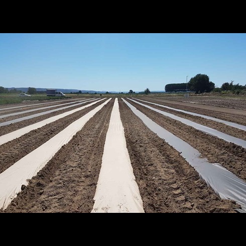 Agropaper, papel para cobertura agrícola, papel cobertura, papel compostável